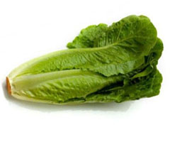 Imagen Lechuga Romana - Enero