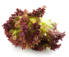 Imagen Hoja de roble / Lollo - Enero
